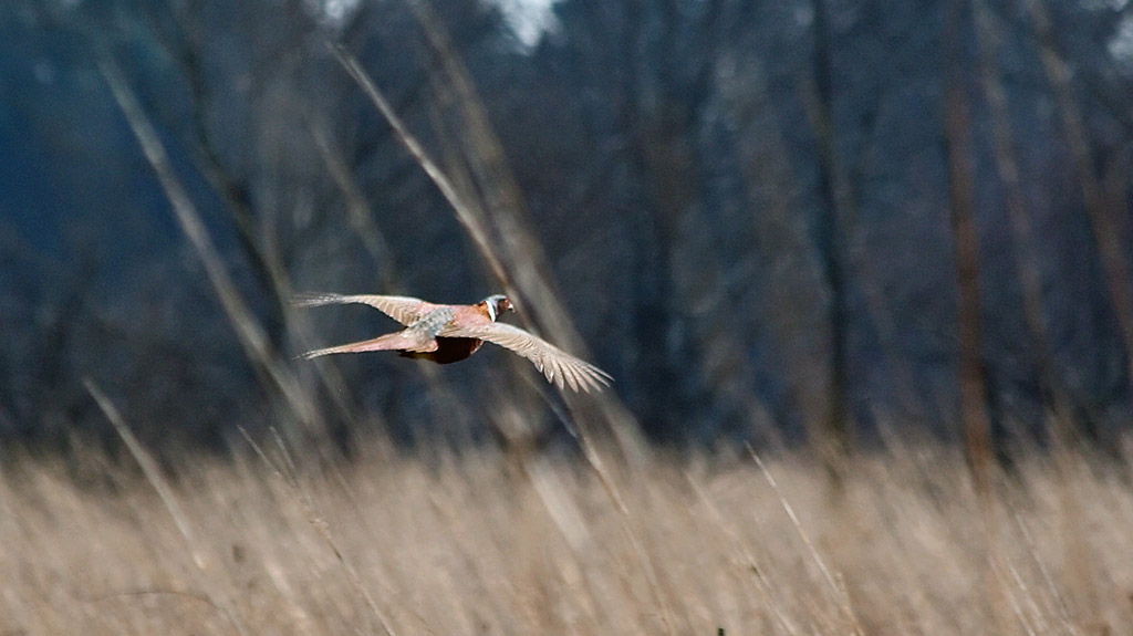 Pheasant in flight