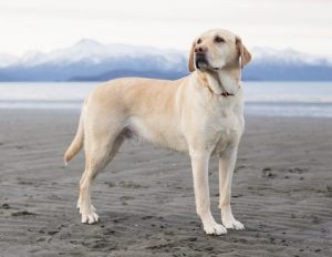 Lab Retriever