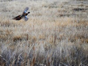 Pheasant in flight